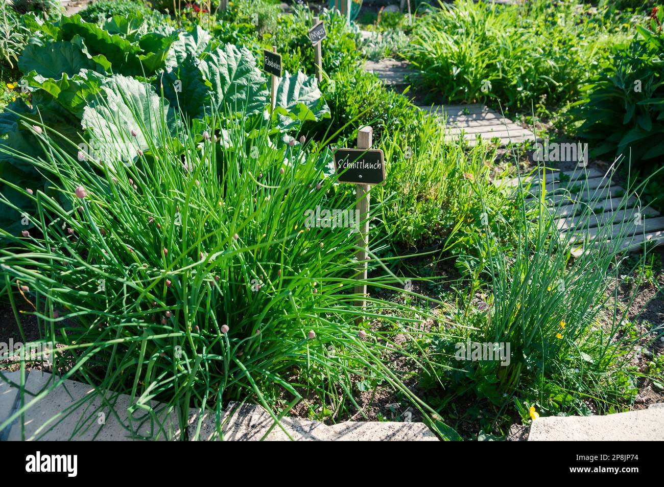Letto alle erbe con erba cipollina, rabarbaro, salvia, menta e altre erbe da cucina - scritta in tedesco Foto Stock
