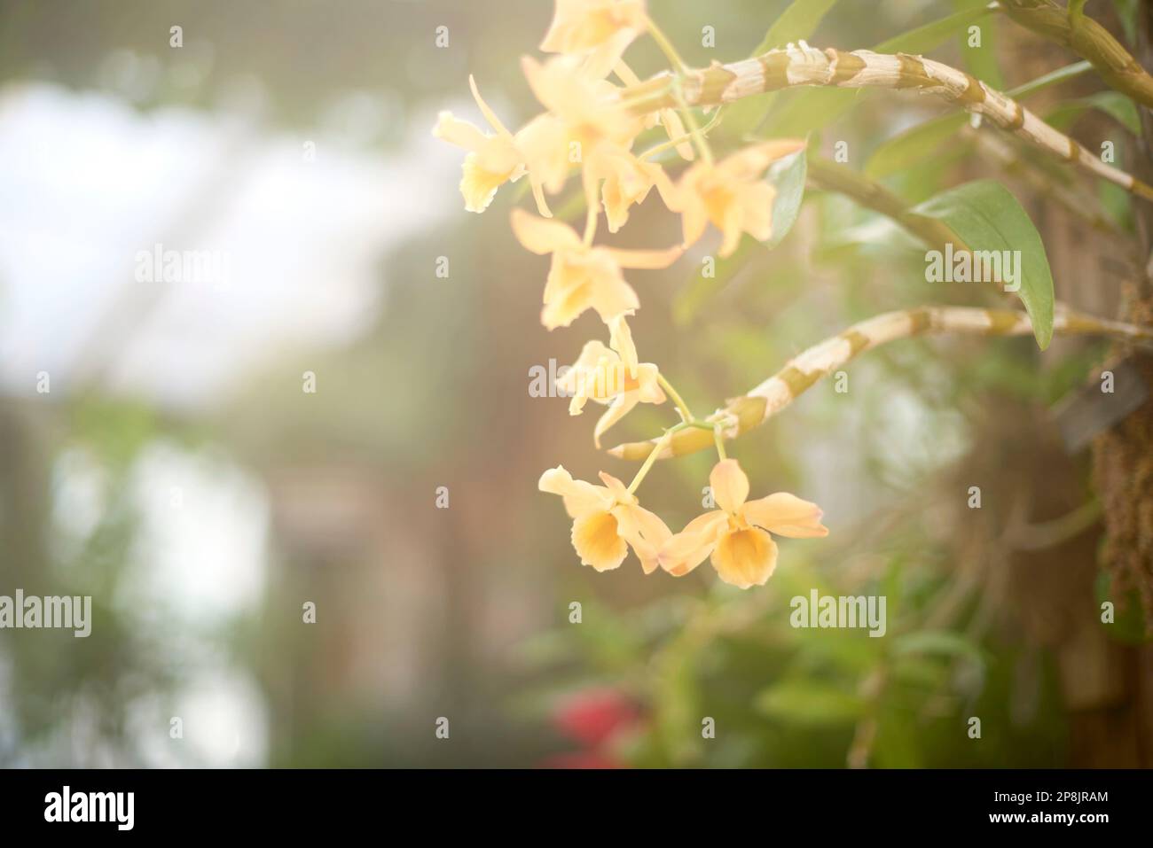 Un Dendrobium densiflorum a Giardini Allan. Foto Stock