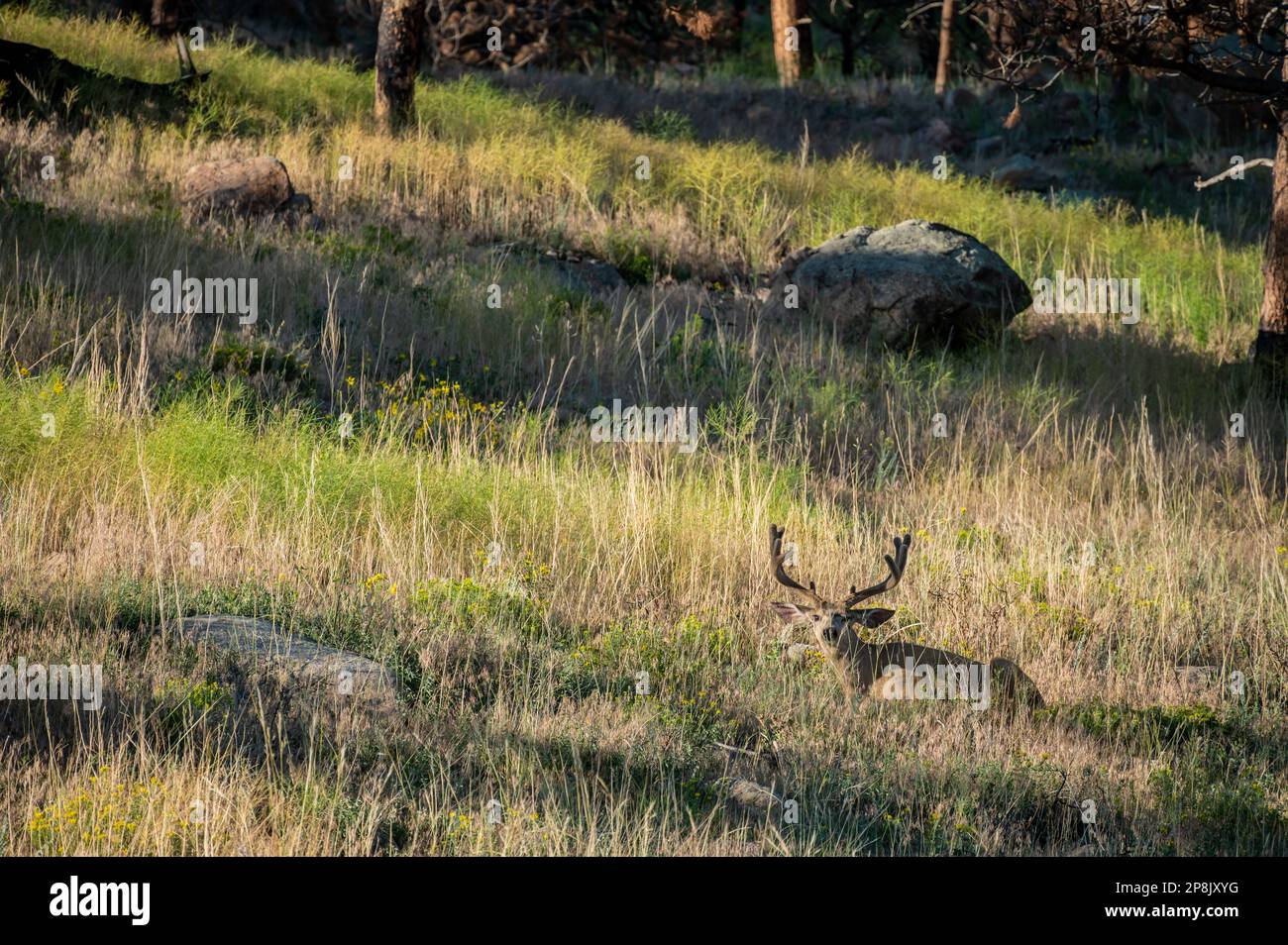 Mule Deer Buck si trova a Tall Grass nel Parco Nazionale delle Montagne Rocciose Foto Stock