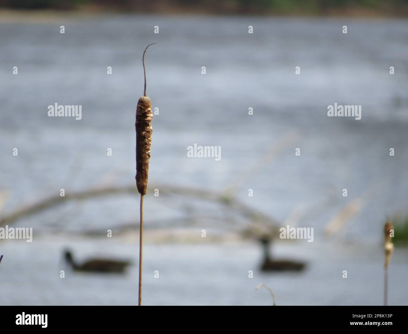 Un primo piano di una ruspa di Cattails Foto Stock