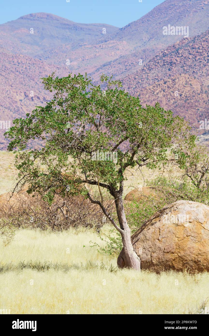L'albero del pastore verde cresce accanto alla roccia rotonda arancione. La prateria circonda il masso e l'albero. Damaraland, Namibia, Africa Foto Stock