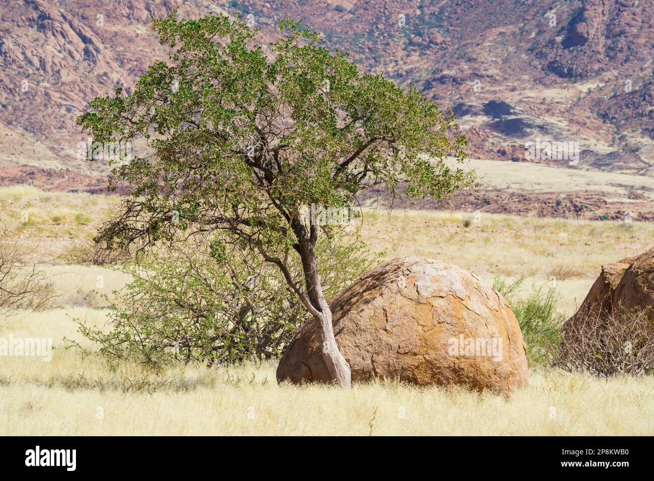 L'albero del pastore verde cresce accanto alla roccia rotonda arancione. La prateria circonda il masso e l'albero. Damaraland, Namibia, Africa Foto Stock