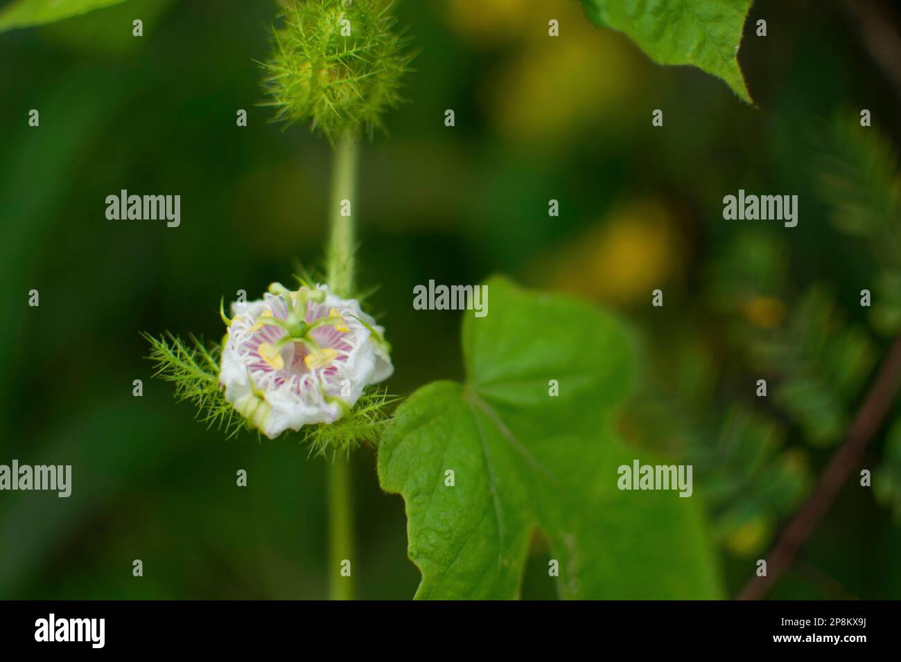 Stinking Passion flower , Passiflora foetida. Contiene acido cianico e si sospetta che sia velenoso per le persone e il bestiame, India Foto Stock