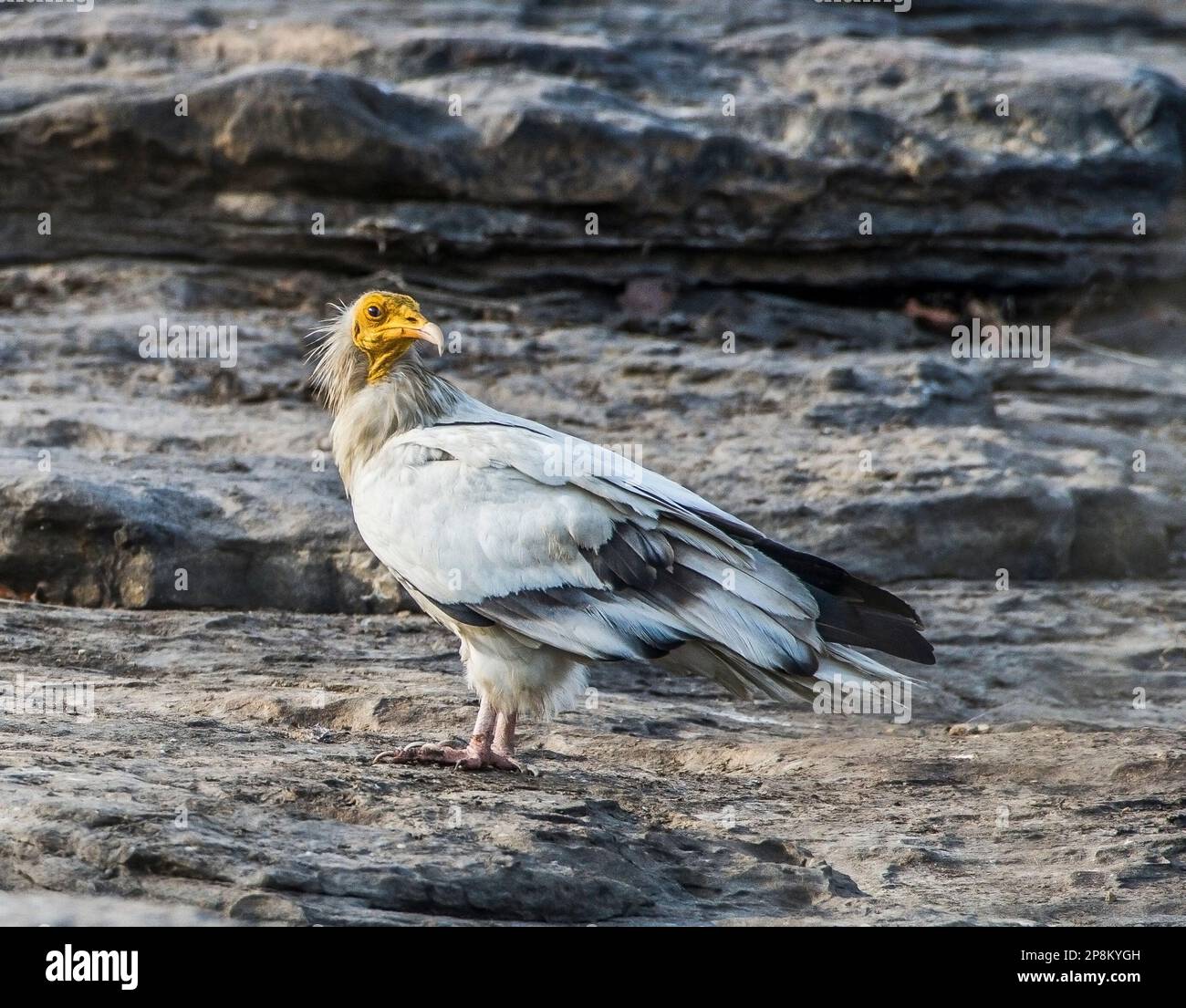 Il avvoltoio egiziano, Neophron percnopterus, chiamato anche il avvoltoio bianco del tesoro o pollo del faraone, Neophron percnopterus, Stato : in pericolo Foto Stock