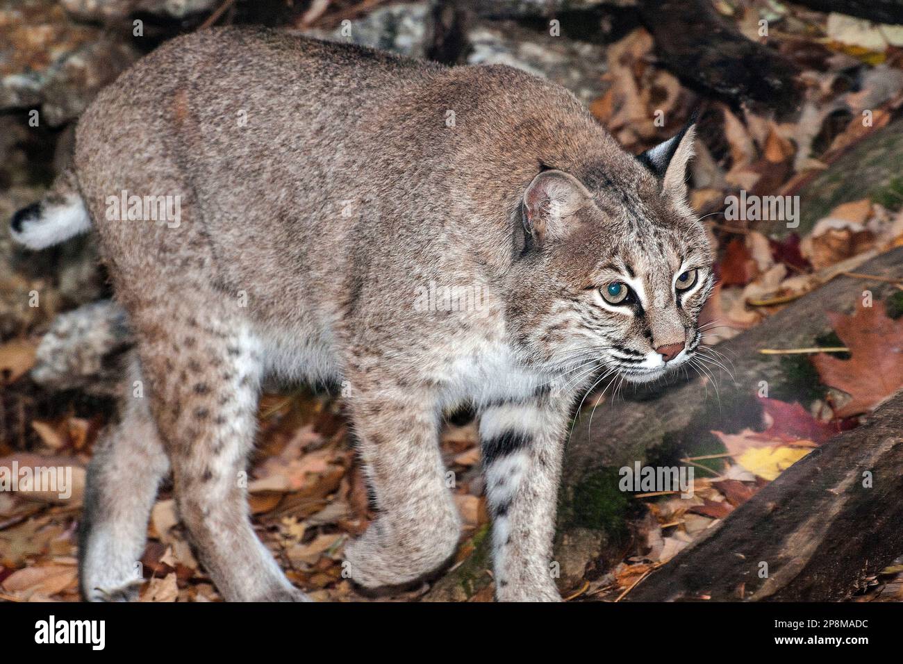 Bobcat camminando di 45 gradi alla macchina fotografica, scatto medio. Foto Stock