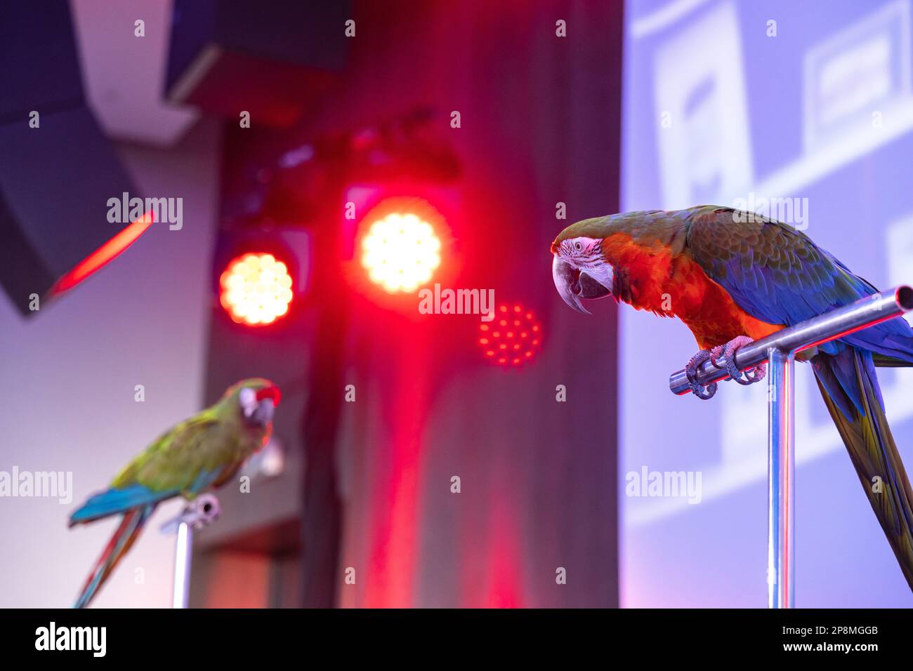 Coloratissimi pappagalli macaw in cattività in una fase di una conferenza. Luci e schermo dietro gli uccelli. Foto Stock