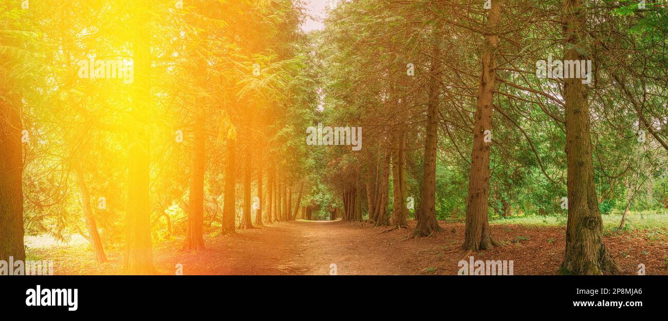 Panorama di Walkway Lane Sentiero attraverso gli alberi verdi di Thuja nella foresta di conifere al tramonto. Amazing Alley, Road in Park. Percorso, Tunnel naturale, Via Foto Stock