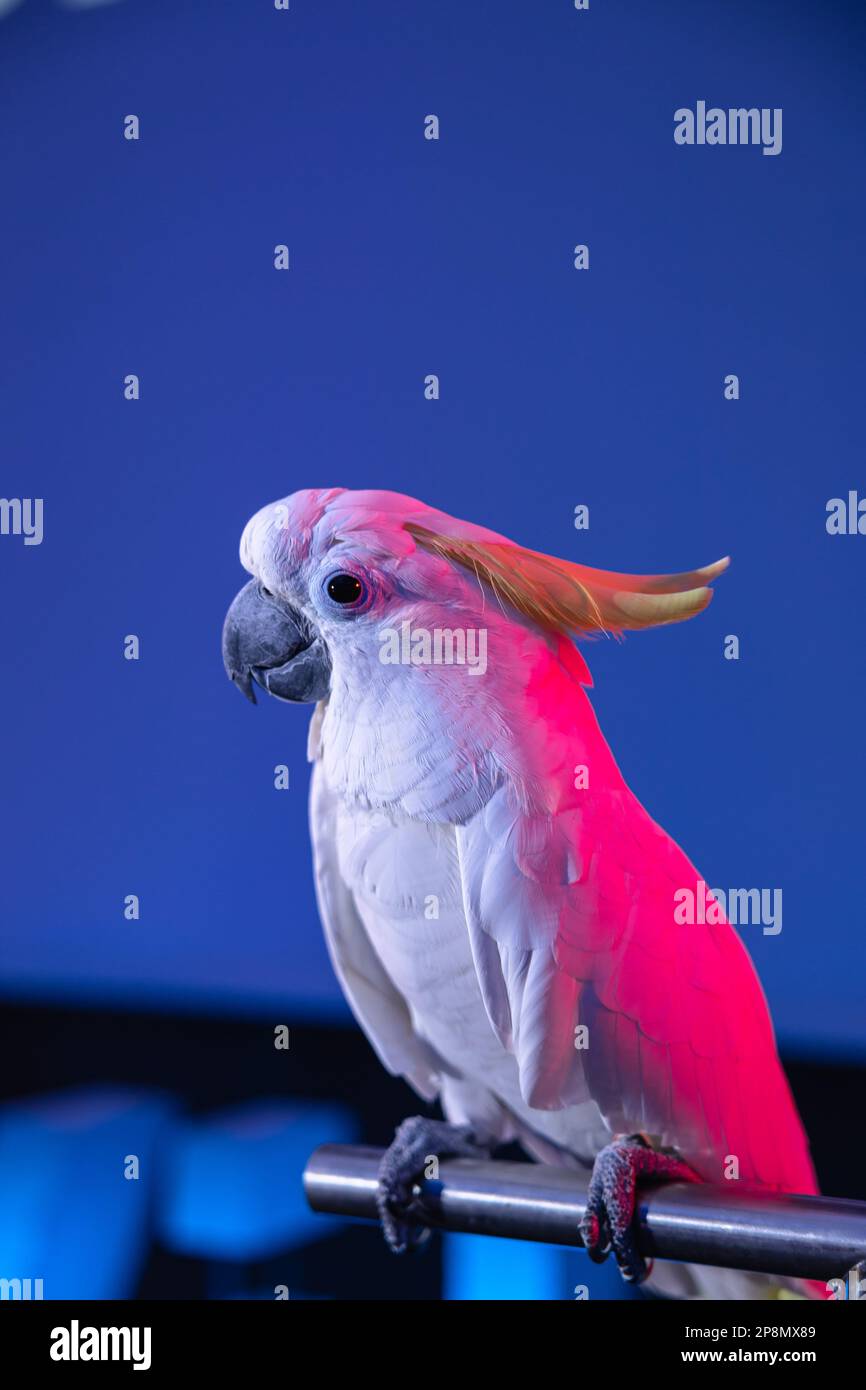 Un cockatoo bianco (Cacatua alba), un uccello ombrello di pappagallo di  cockatoo davanti a uno schermo blu in una stanza in cattività Foto stock -  Alamy