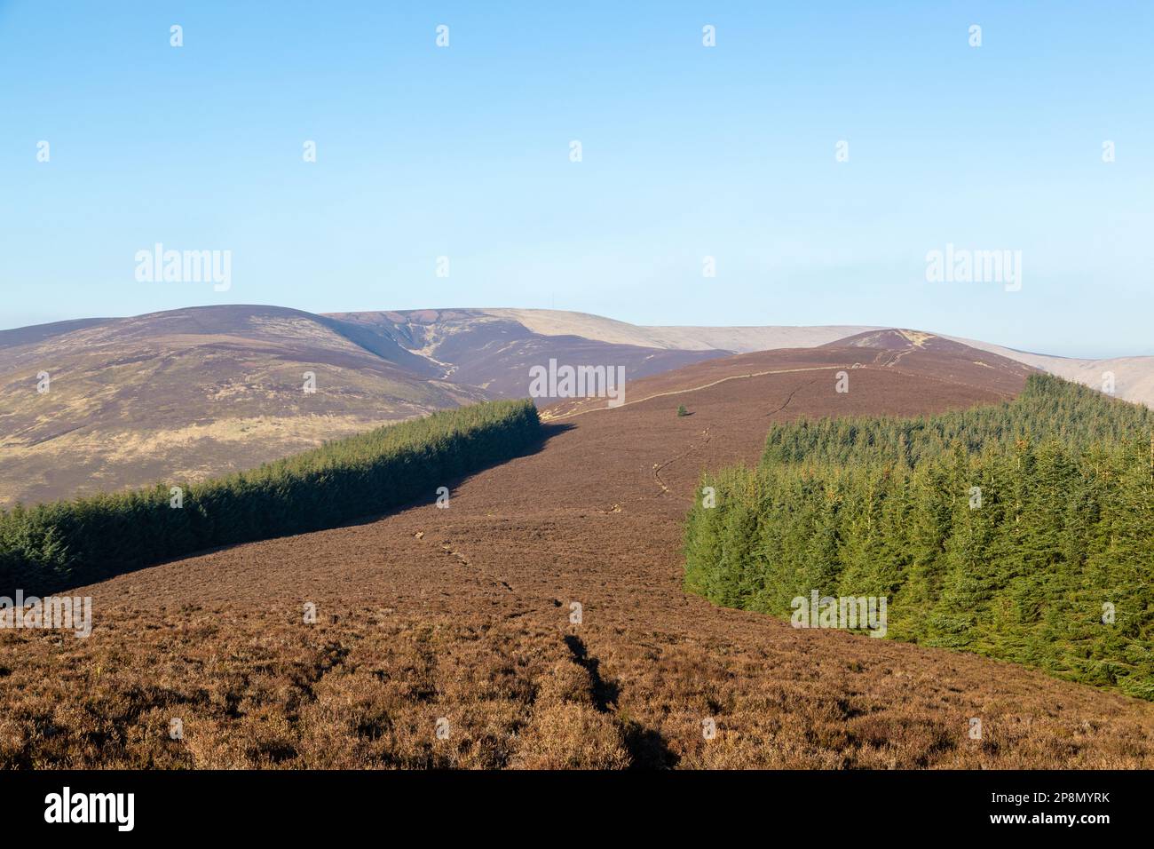 Glede Knowe, Bareback Knowe e Scawd Law da Cairn Hill nella catena montuosa delle colline Moorfoot, parte degli Uplands meridionali della Scozia Foto Stock