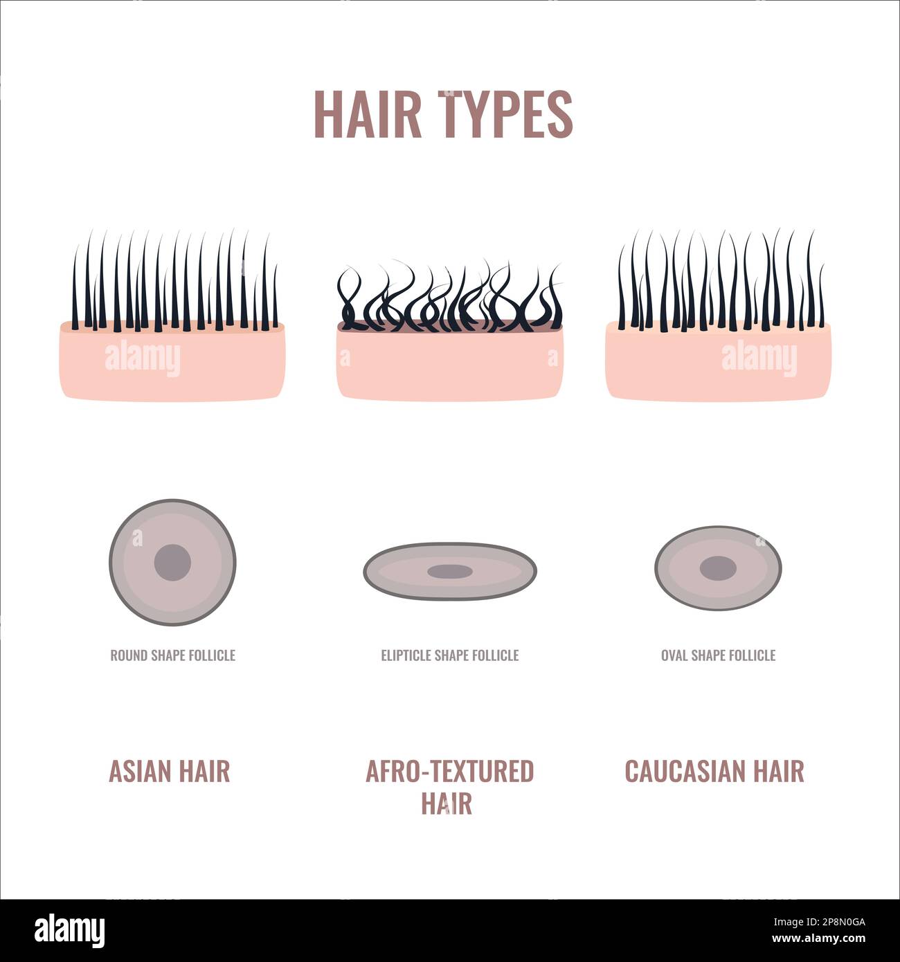 Tabella dei tipi di capelli Set di ciocche dritte, ondulate e ricci  Immagine e Vettoriale - Alamy
