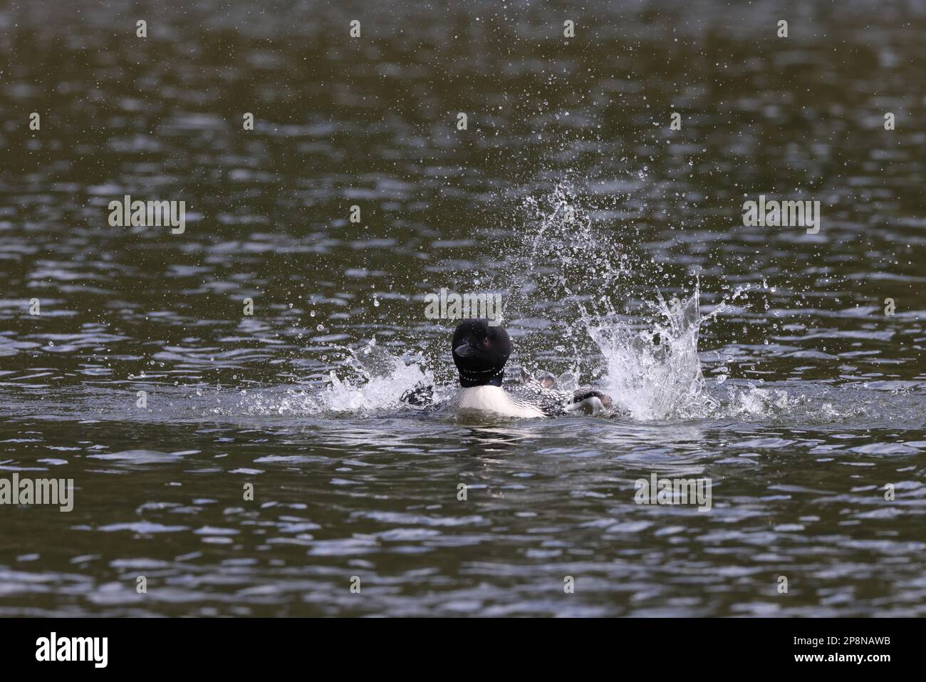 Loon (Gavia immer) Parco Nazionale Jasper Foto Stock