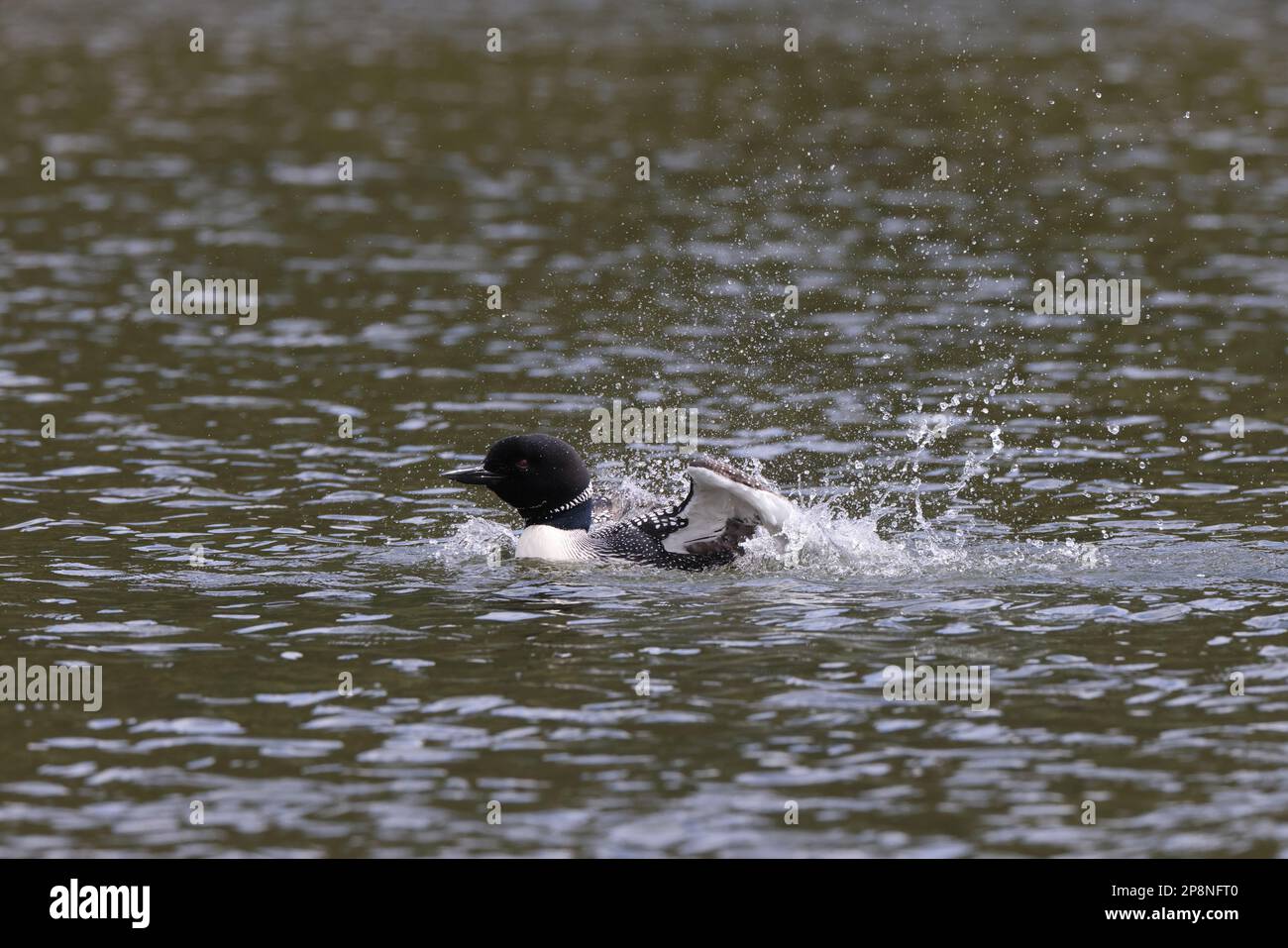 Loon (Gavia immer) Parco Nazionale Jasper Foto Stock