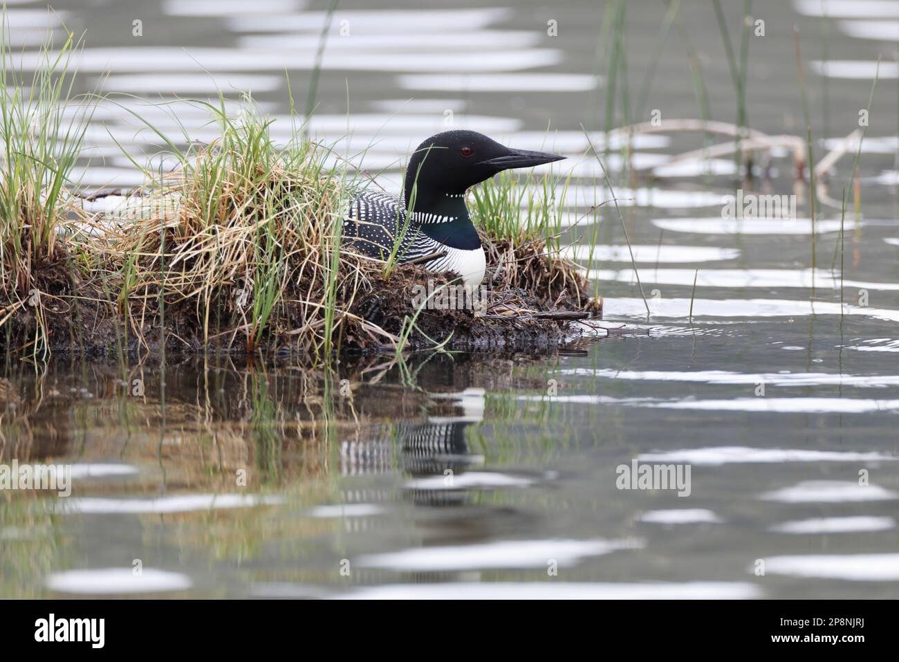 Loon sul Nest Jasper National Park Foto Stock