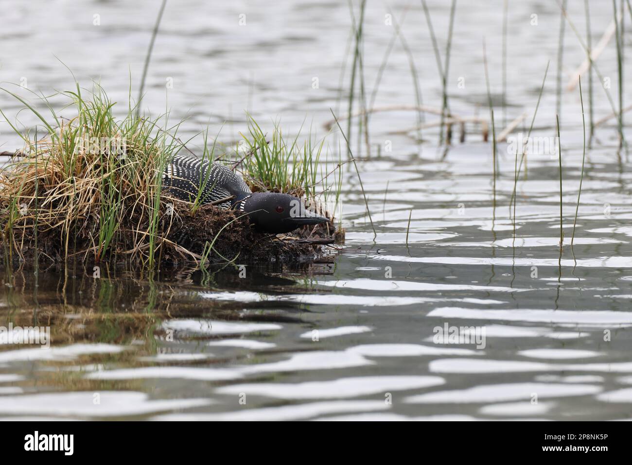 Loon sul Nest Jasper National Park Foto Stock