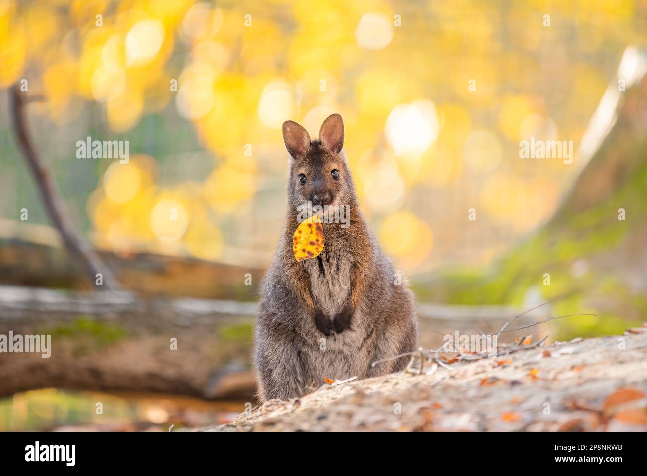 canguro in uno zoo Foto Stock