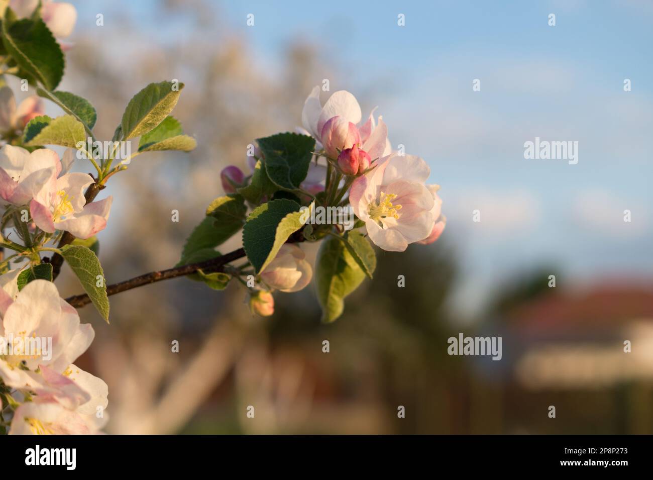 Singolo ramo di fiore di albero di mela. Fioritura primaverile, risveglio della natura, giardino primaverile, albero da frutto, luce del tramonto, giardinaggio, primavera Foto Stock