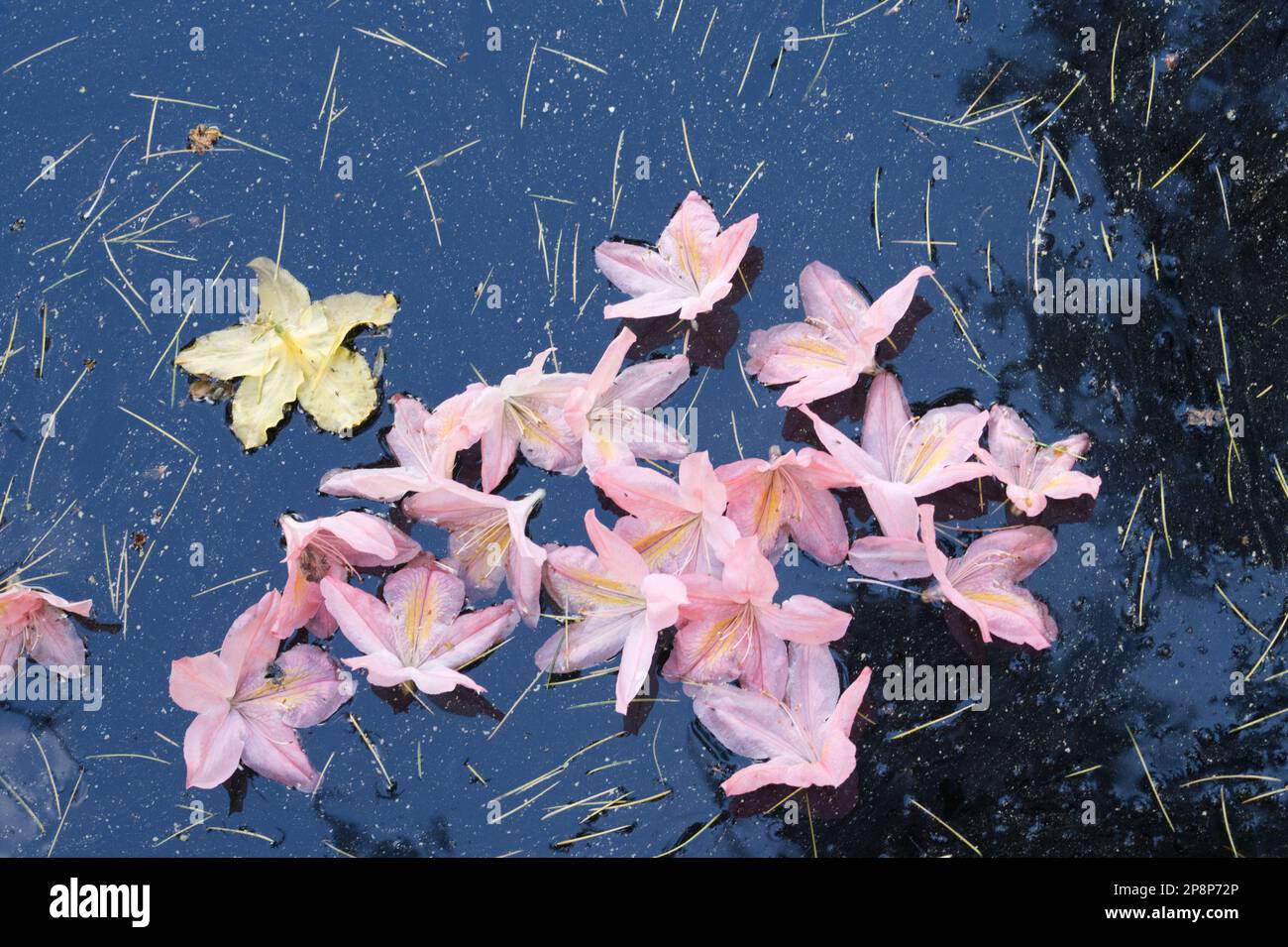 Fiori di azalea pastello, rosa e uno giallo, caduti sulla superficie di uno stagno a Stody Lodge, Melton Constable, Norfolk, Inghilterra, Regno Unito Foto Stock