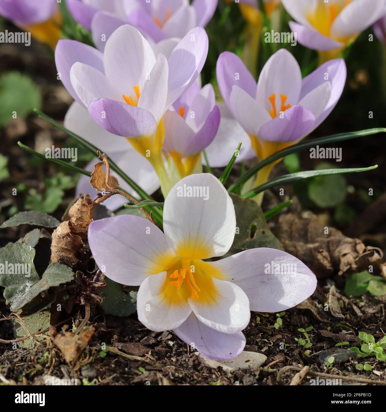 primo piano di graziosi croci in fiore viola pallido Foto Stock
