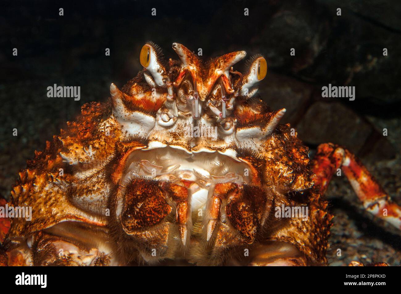 Granchio ragno giapponese, primo piano Foto Stock