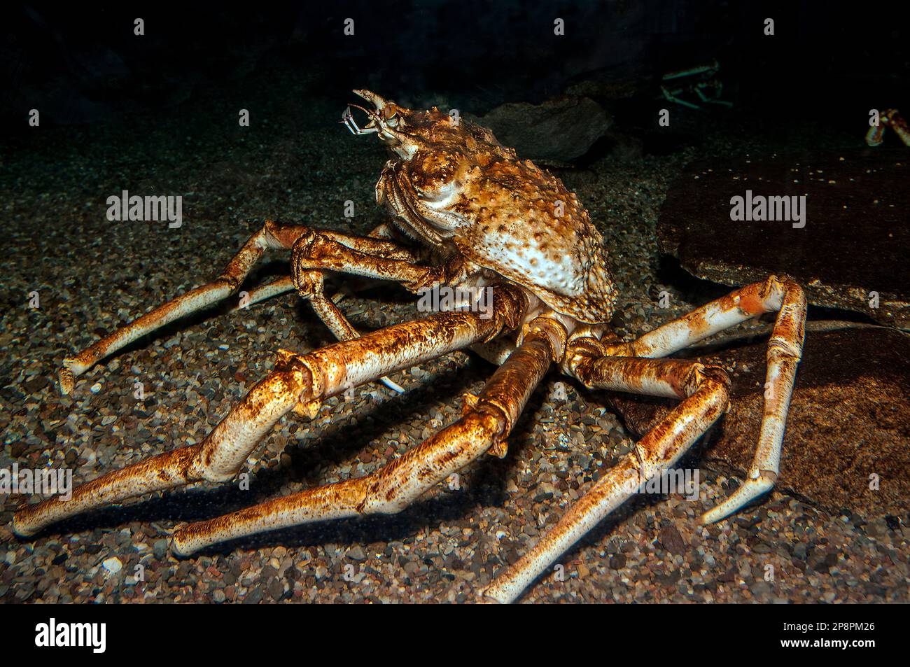Vista laterale del corpo completo di granchio ragno giapponese Foto Stock