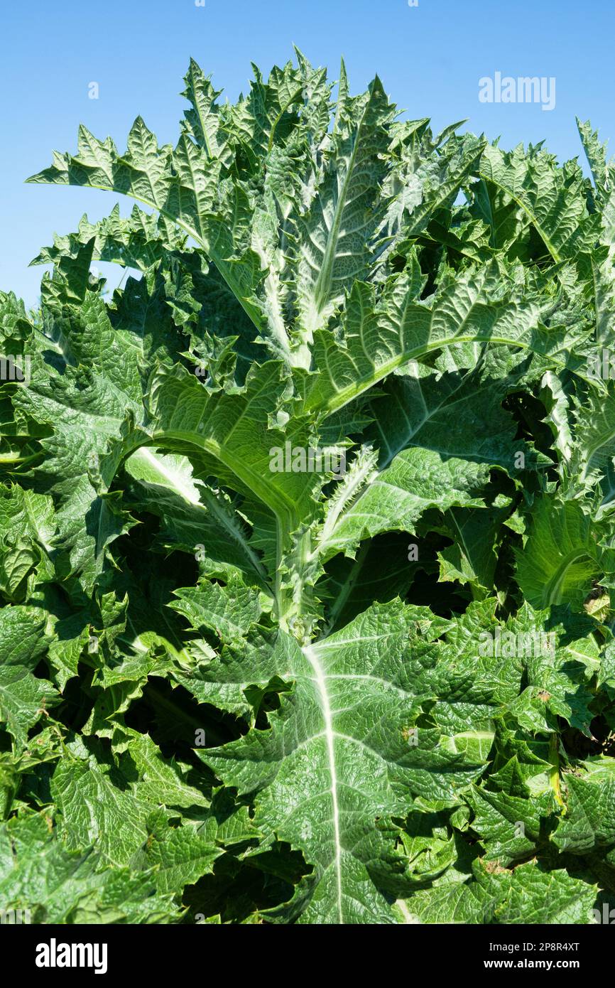 Il cardo di cotone scozzese (Onopordum acanthium) cresce sul bordo del campo, pianta del primo anno. Oggetto della medicina tradizionale (per il trattamento di tu maligno Foto Stock