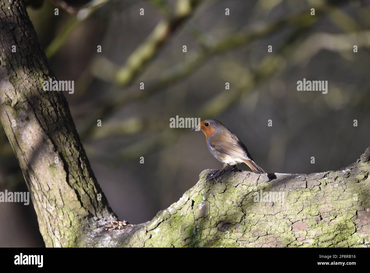 European Robin (Erithacus rubecula) arroccato su un ramo di albero illuminato dal sole in Left-Profile, Right of Image, preso su Cannock Chase, Regno Unito nel mese di febbraio Foto Stock