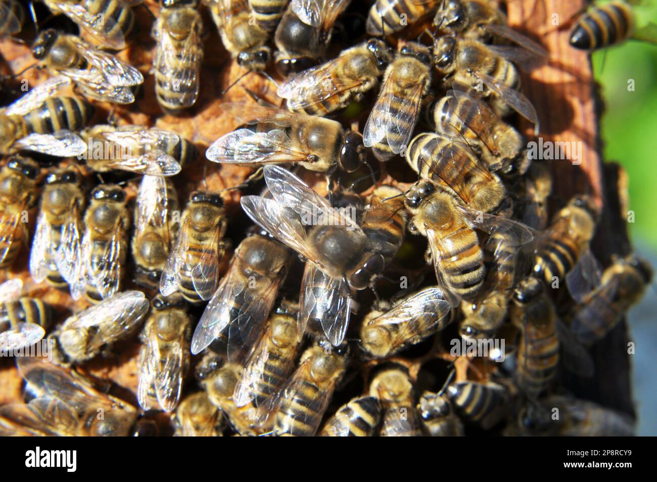 Droni e api operaie su parte del pettine Foto Stock