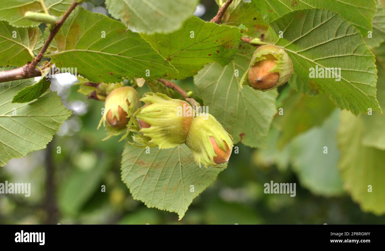 Le noci maturano sul ramo della cespuglio di nocciola Foto Stock