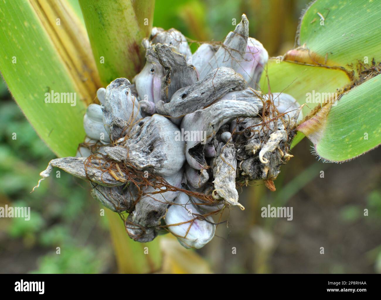 Pianta di mais malata colpita dal fungo Ustilago zeae Unger Foto Stock