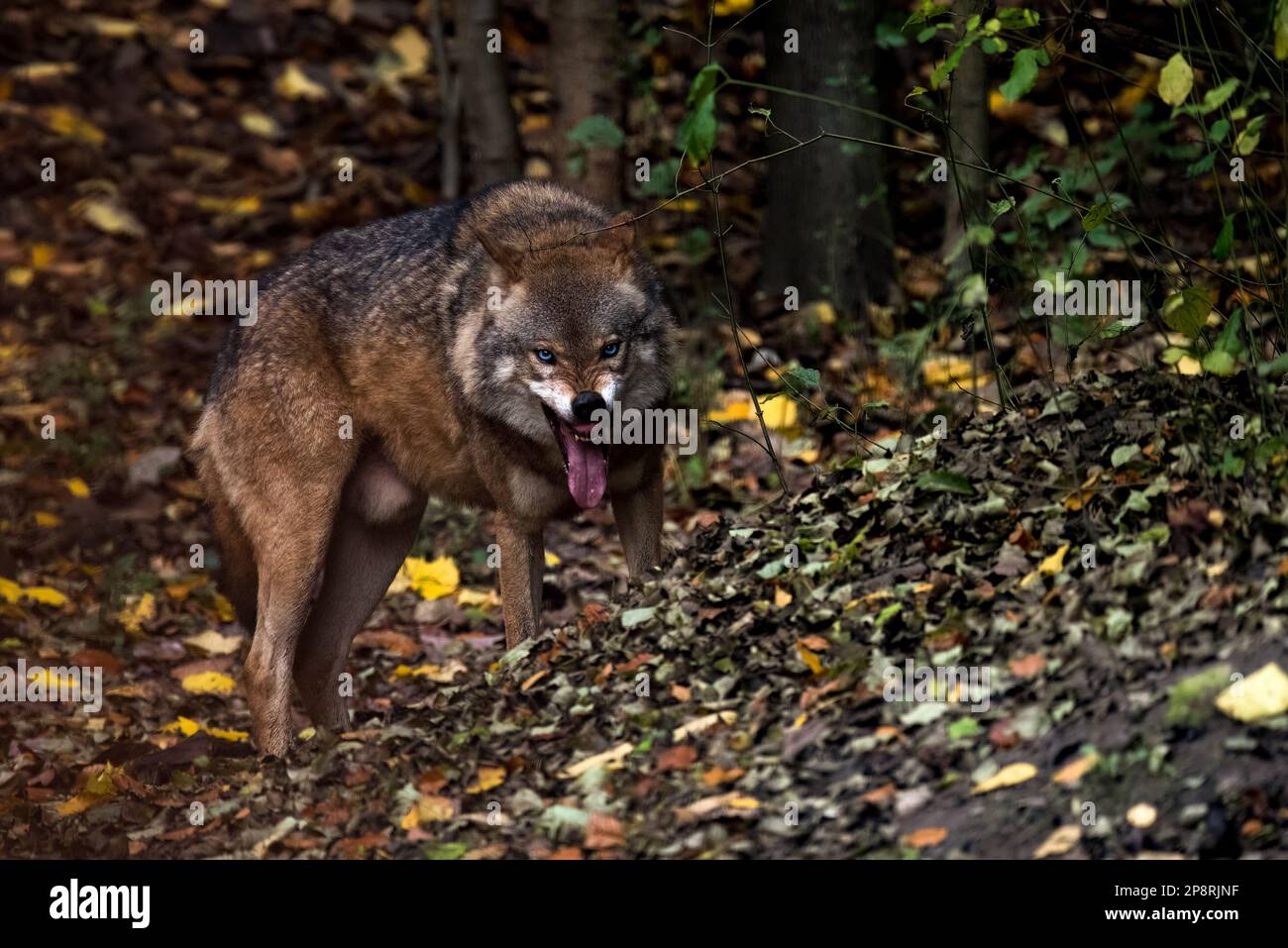 lupo nella foresta autunnale Foto Stock