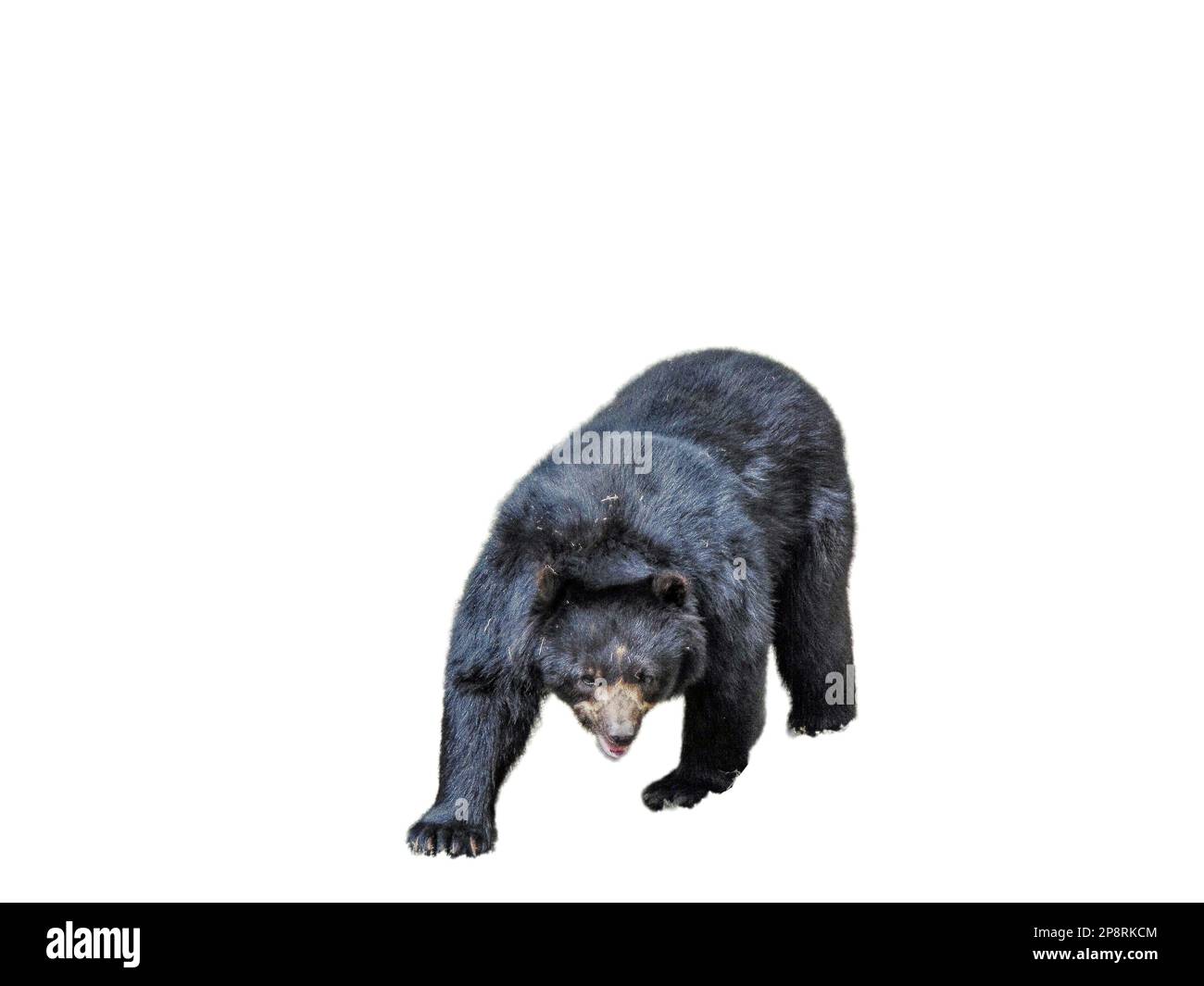 Orso con i vetri isolati su sfondo bianco Foto Stock