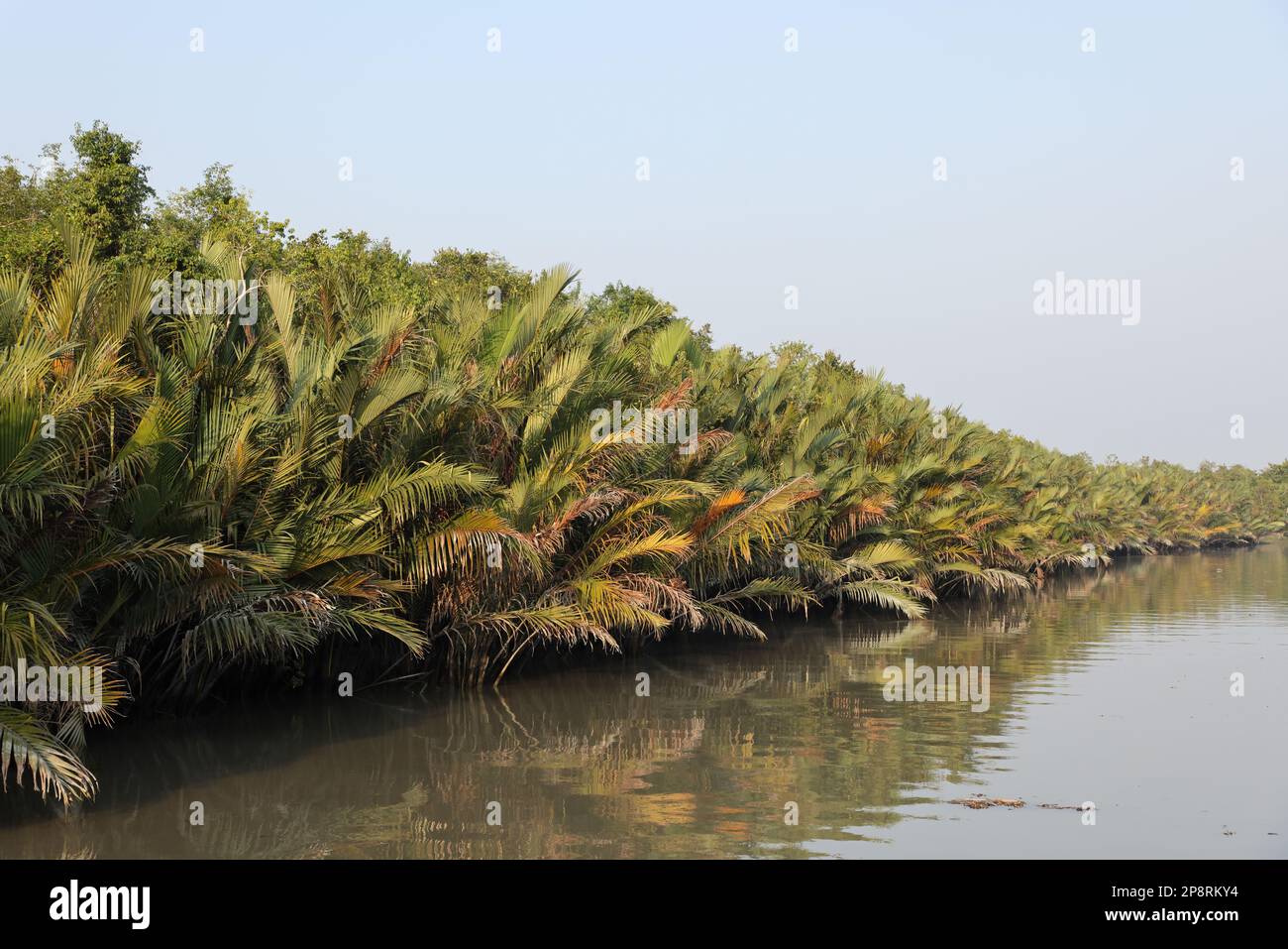 Tipica palma nipa (Nipa fruticans). Questa foto è stata scattata dal Parco Nazionale Sundarbans, Bangladesh. Foto Stock