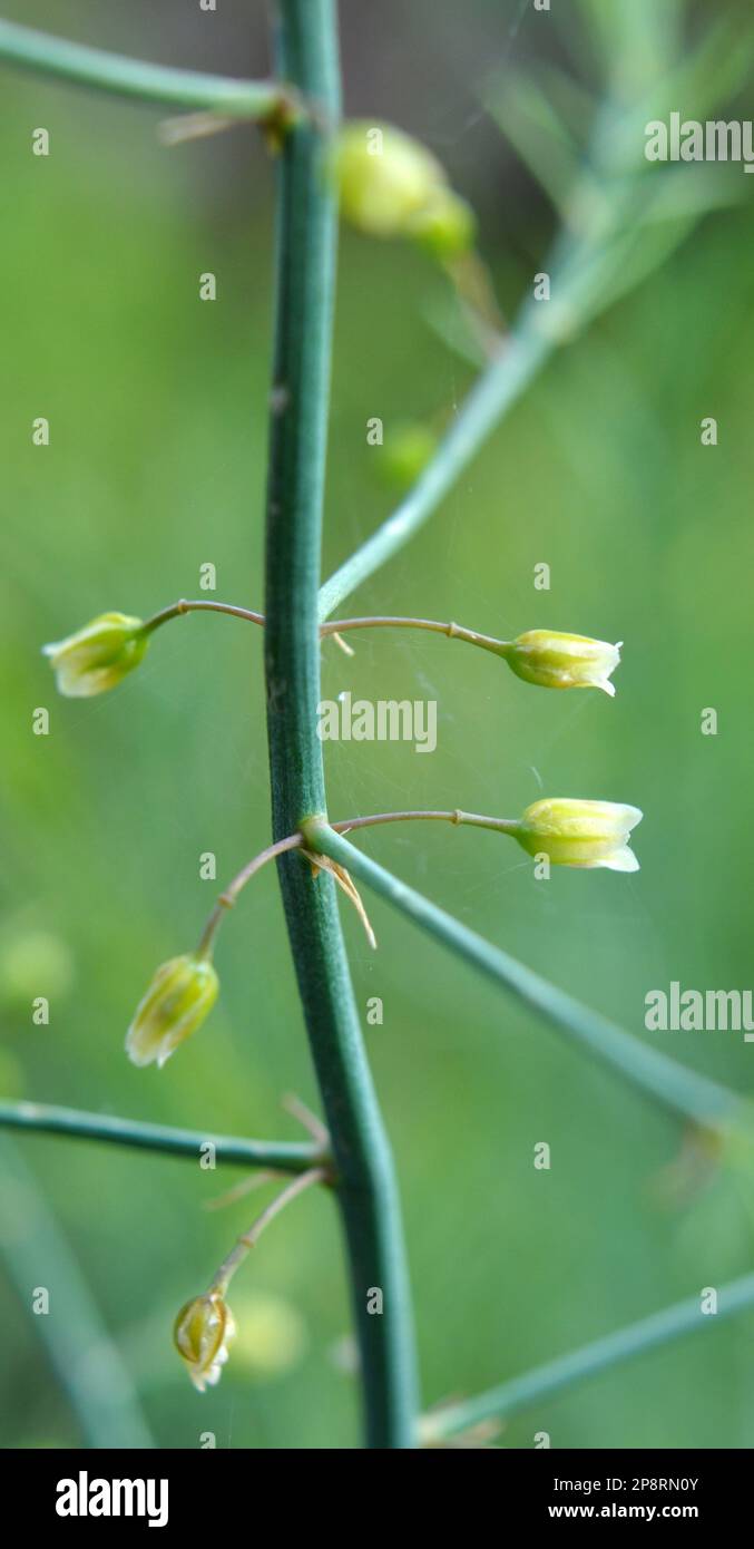 Gli asparagi crescono nel giardino, che è una pianta commestibile, medicinale e decorativa Foto Stock