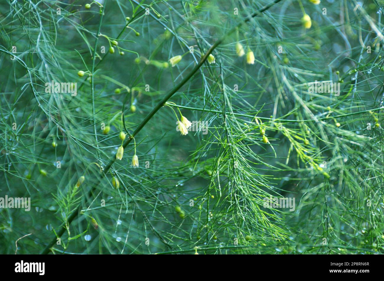 Gli asparagi crescono nel giardino, che è una pianta commestibile, medicinale e decorativa Foto Stock