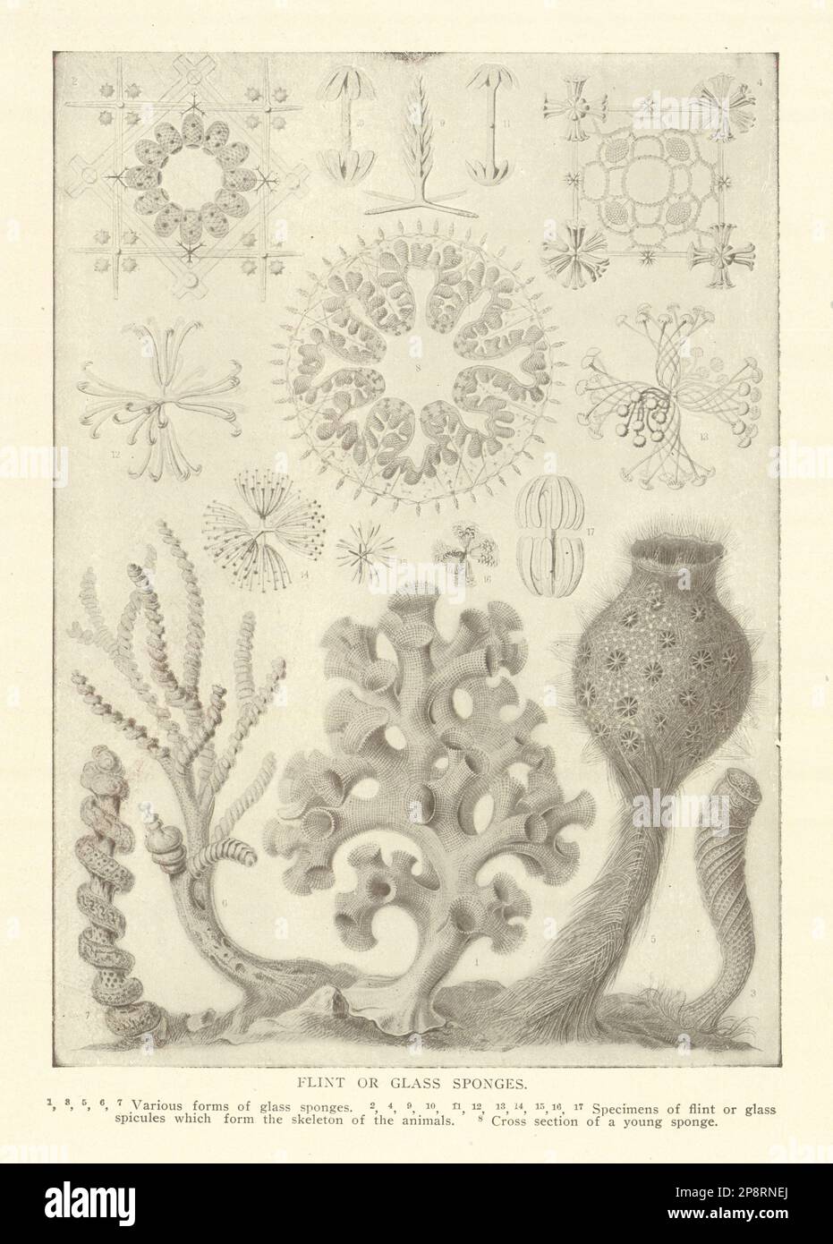 SPUGNE DI VETRO O DI PIETRA FOCAIA. Esemplari scheletri animali. Stampa sezione trasversale 1907 Foto Stock