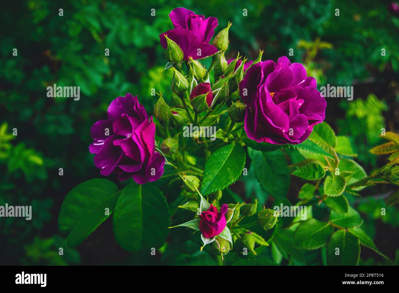 Rosa Rhapsody con fiori blu, violetto e viola. Tè ibrido rosa. Rosa arbusto con foglie verde lime chiaro. Rosa dell'anno. Foto Stock