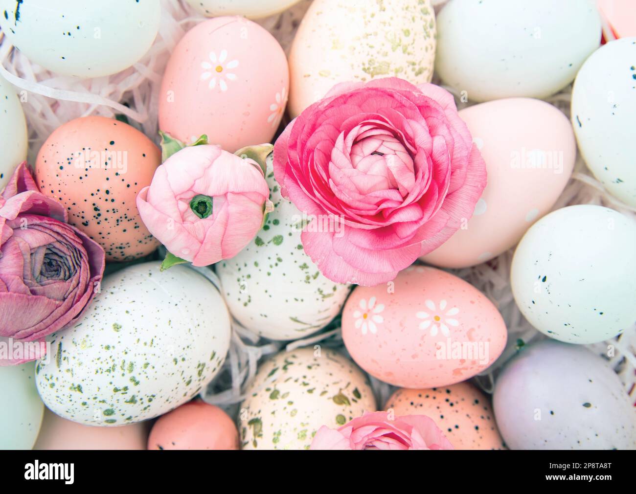 Color pastello uova di Pasqua e rosa buttercups fiore sfondo, felice Pasqua biglietto di auguri Foto Stock