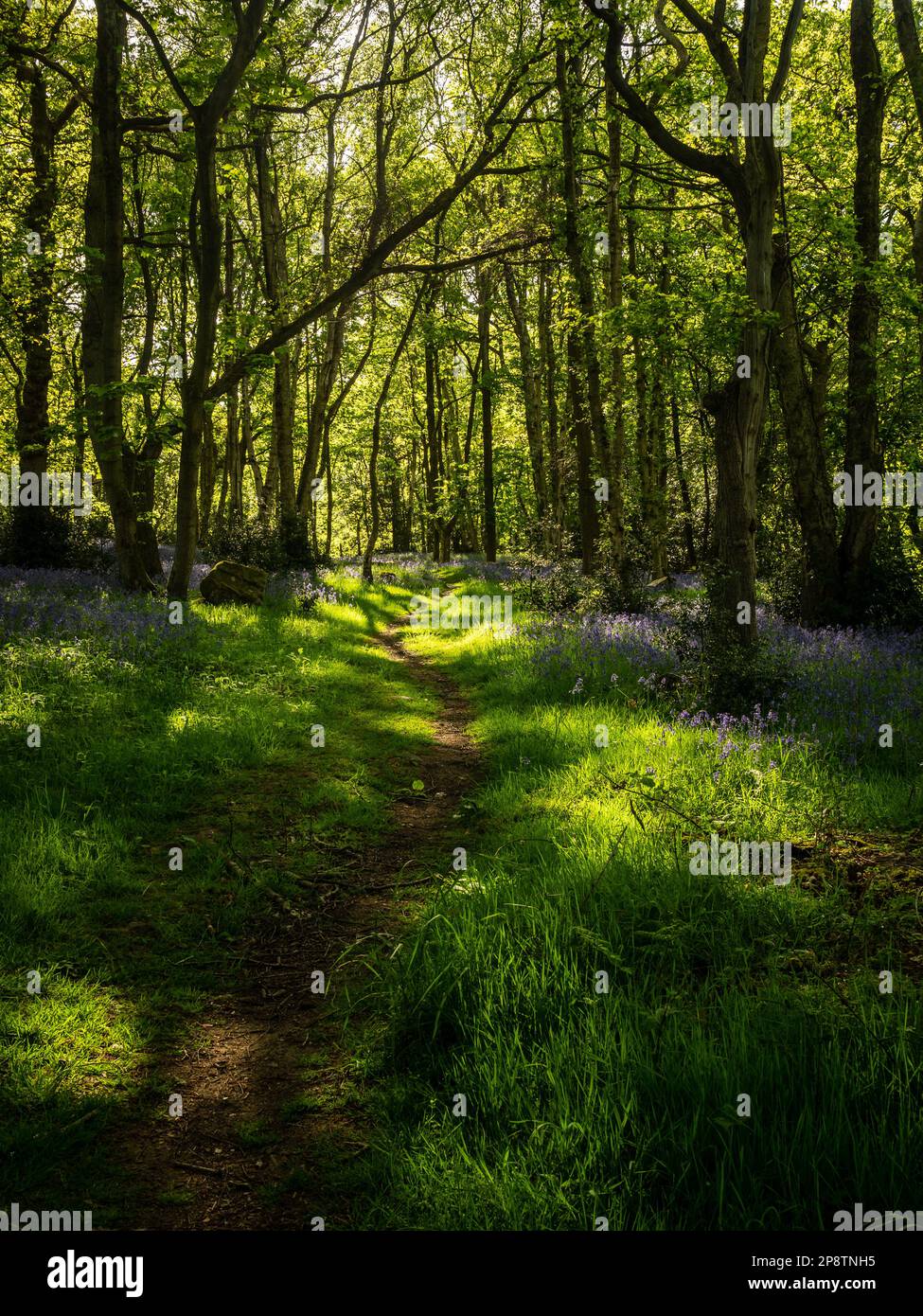 Una mattina di primavera in una foresta con un tappeto di Bluebells Foto Stock