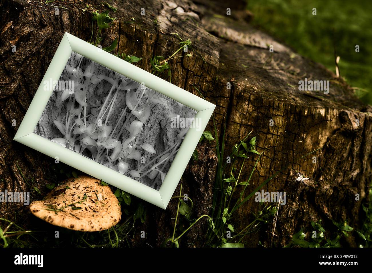 Ecologia. Prenditi cura del tuo pianeta Terra. Moncone vecchio e piante malate Foto Stock