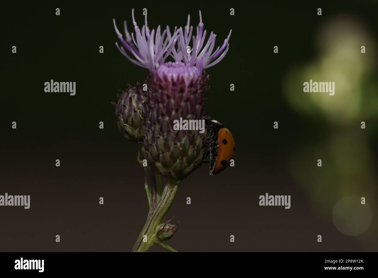Marienkäfer, Ladybug, Macro Foto Foto Stock