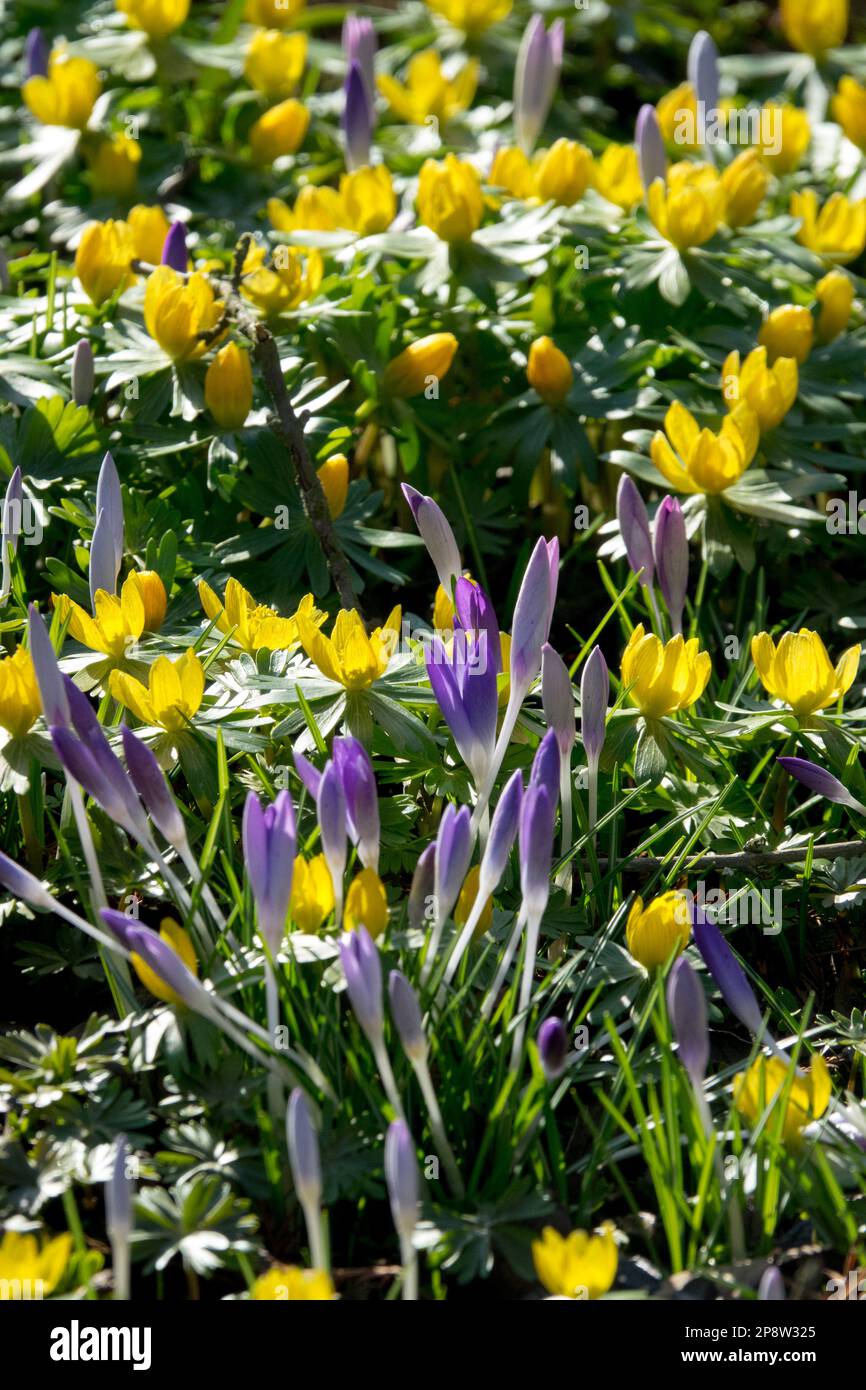 Crocus, Aconite d'inverno, Eranthis, Crocus, Fiori, Primavera, mattina presto, sole, prato Foto Stock