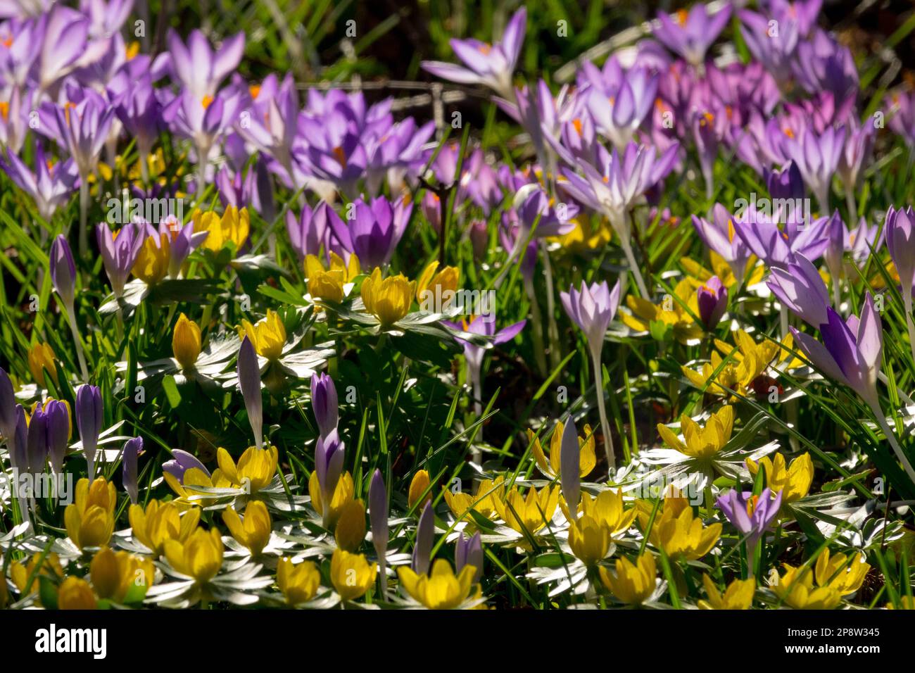 Primavera giardino prato fiori misti, aconiti invernali, Crocus tommasinianus in una giornata di sole Crocus aconite inverno fiori viola giallo prato prato Foto Stock