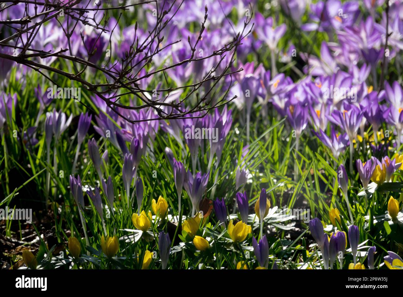 Prato primaverile con molti cruses che fioriscono, aconiti invernali in fiori da giardino sotto arbusto, Crocus Aconite invernale Foto Stock