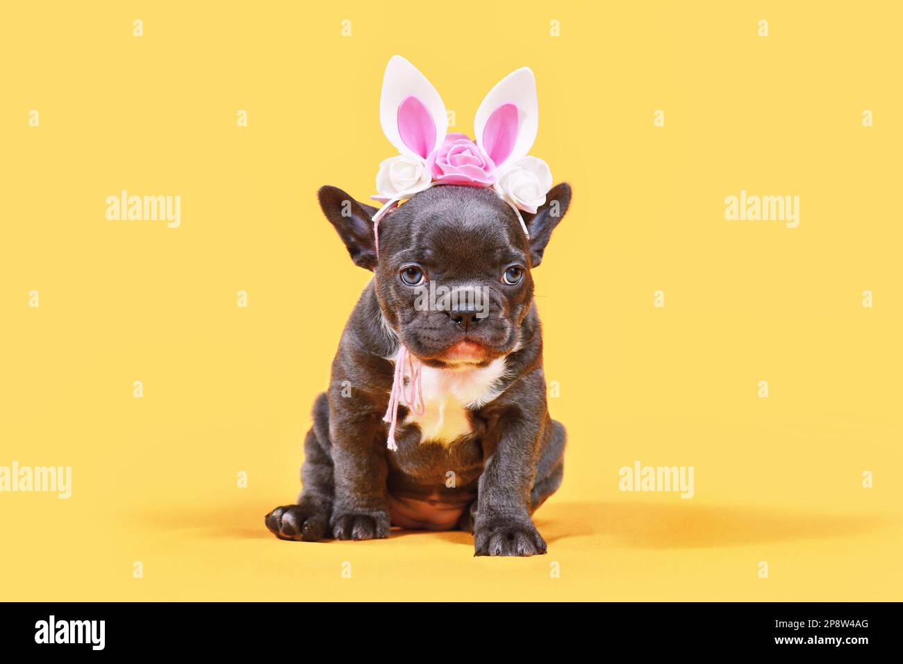 Giovane cucciolo di cane Bulldog francese nero con orecchie di coniglio pasquale su sfondo giallo Foto Stock