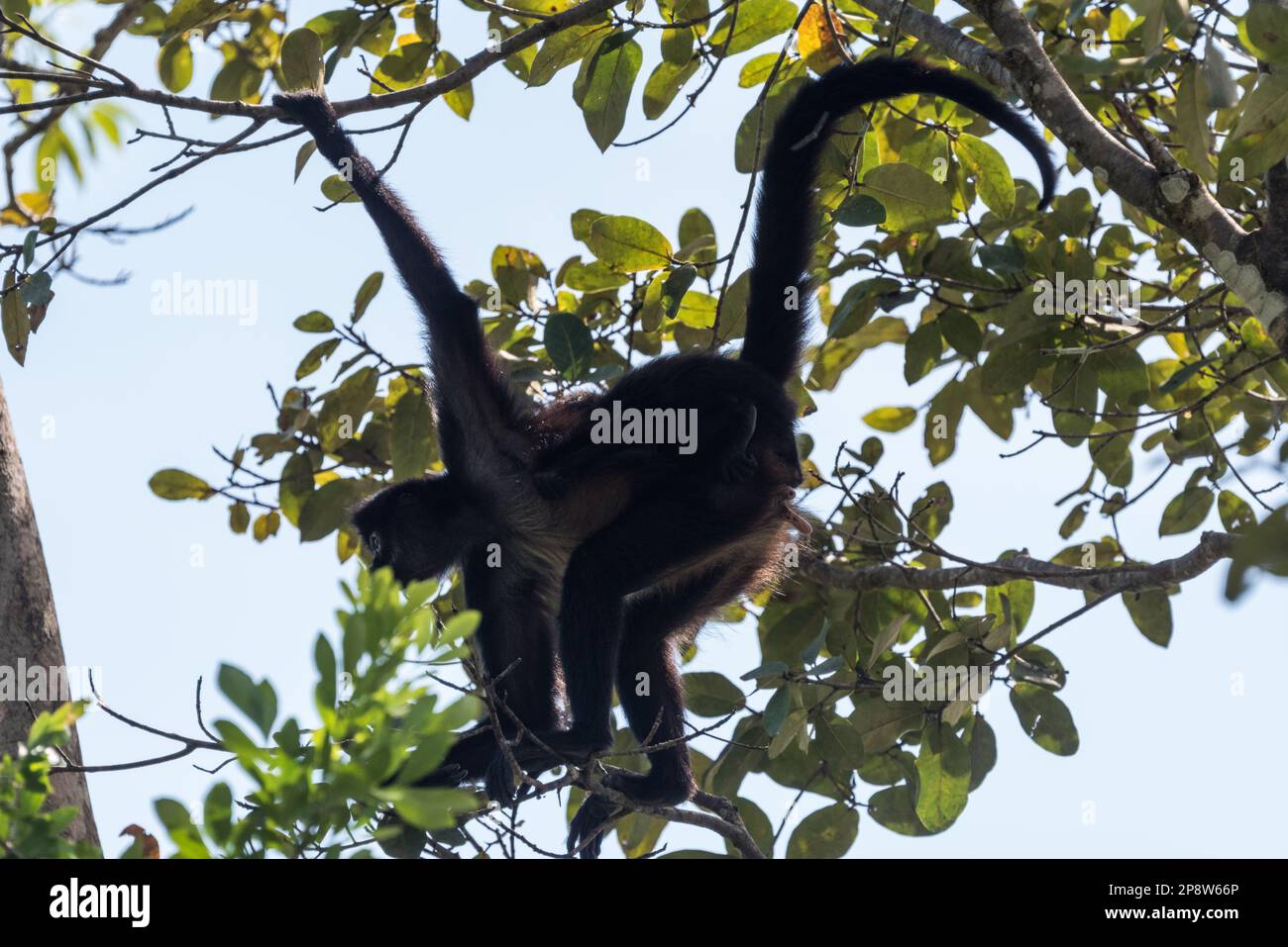 Scimmia ragno centroamericana (Ateles geoffroyi) in alberi in Guacamayas, Stato del Chiapas, Messico Foto Stock