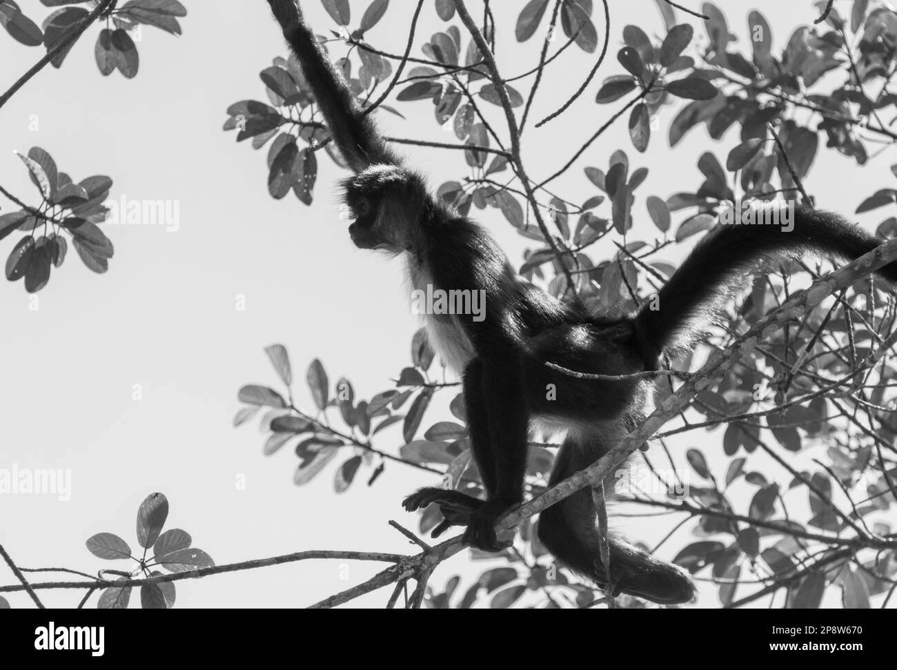 Scimmia ragno centroamericana (Ateles geoffroyi) in alberi in Guacamayas, Stato del Chiapas, Messico Foto Stock