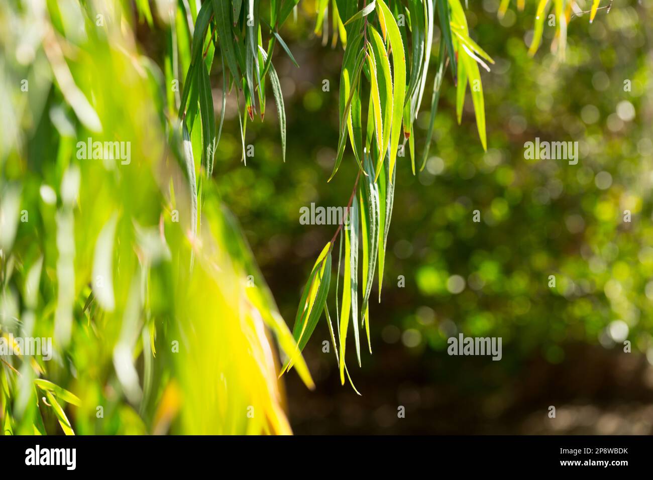 Rami di alberi verdi di agonis flexuosa in giardino soleggiato nei giorni estivi Foto Stock