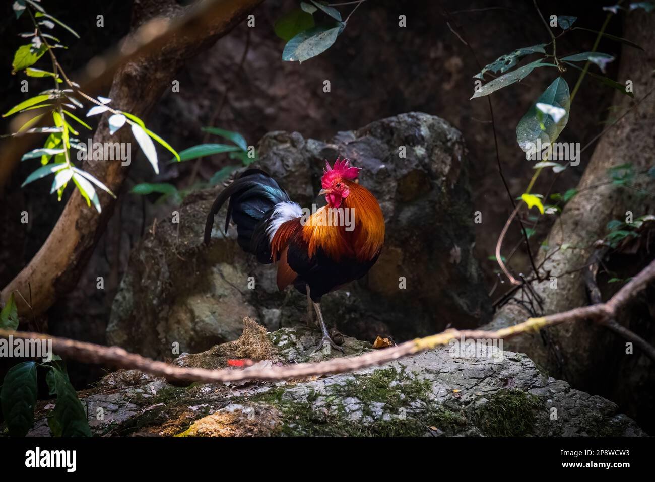 Coppia di uccelli della giungla rossa trovata durante il safari nella foresta, immagine molto rara di coppia di uccelli della giungla in un'unica cornice Foto Stock