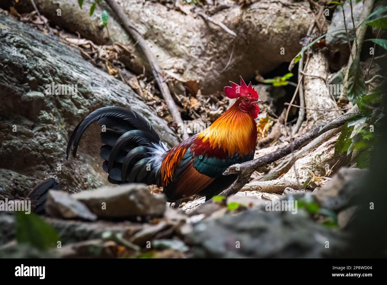 Coppia di uccelli della giungla rossa trovata durante il safari nella foresta, immagine molto rara di coppia di uccelli della giungla in un'unica cornice Foto Stock