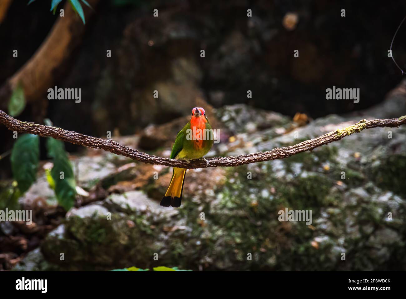 Bell'uccello Bella-mangiatore rosso (Nyctyornis amictus) uccello verde con barba rossa e fronte rosa Foto Stock
